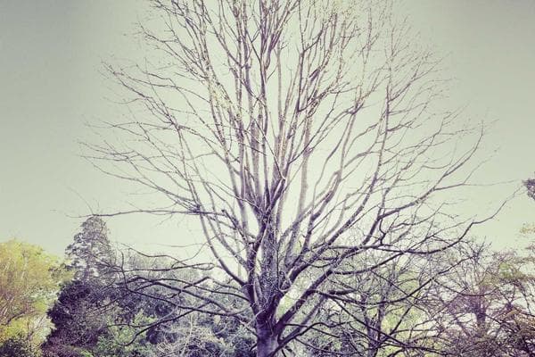 Heritage Walk & Cultural Talk